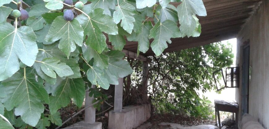 FINCA EN VINARÒS CON LUZ Y AGUA DE POZO PROPIO