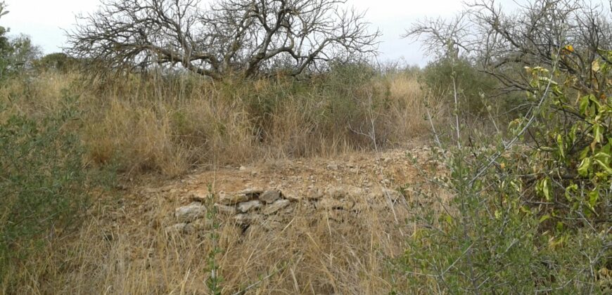 FINCA EN VINARÒS CON LUZ Y AGUA DE POZO PROPIO