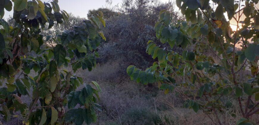 TERRENO SOLAR  CON AGUA EN VINARÒS