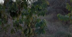 TERRENO SOLAR  CON AGUA EN VINARÒS