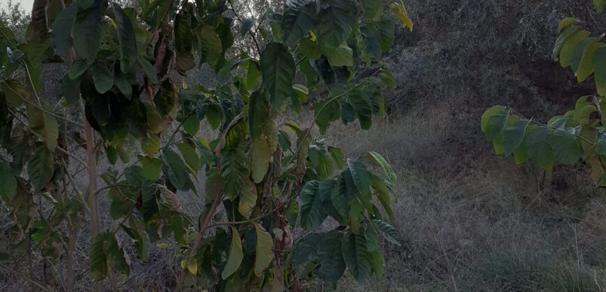 TERRENO SOLAR  CON AGUA EN VINARÒS