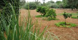 FINCA CON CASA LUZ Y AGUA EN VINARÒS