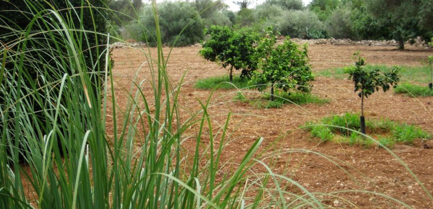 FINCA CON CASA LUZ Y AGUA EN VINARÒS