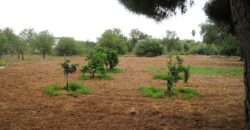 FINCA CON CASA LUZ Y AGUA EN VINARÒS