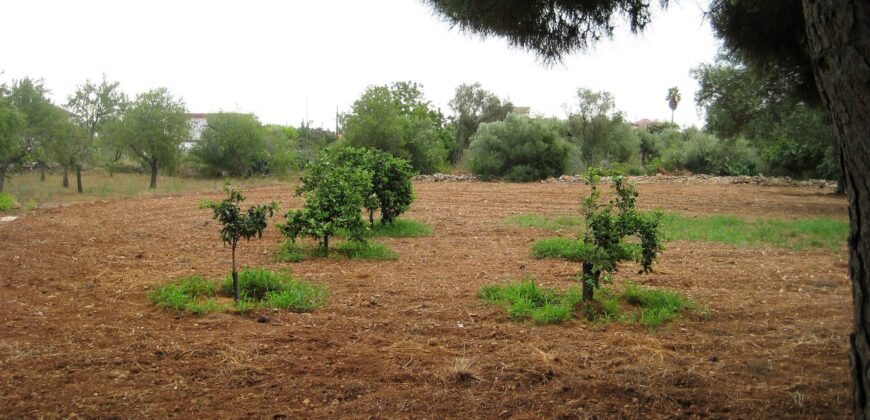 FINCA CON CASA LUZ Y AGUA EN VINARÒS