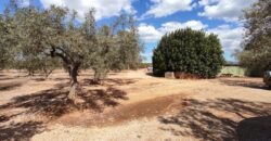 FINCA RÚSTICA