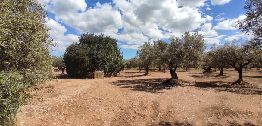 FINCA RÚSTICA