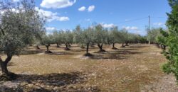 FINCA RÚSTICA