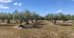 FINCA RÚSTICA