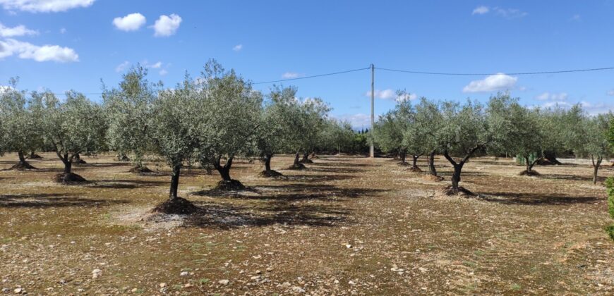 FINCA RÚSTICA