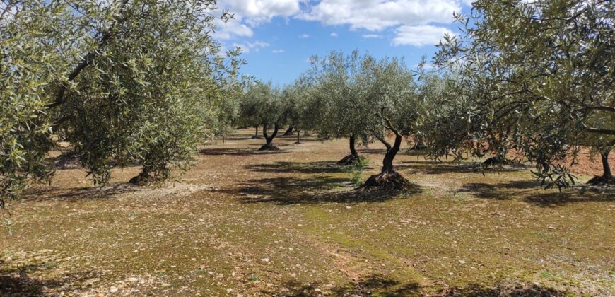 FINCA RÚSTICA