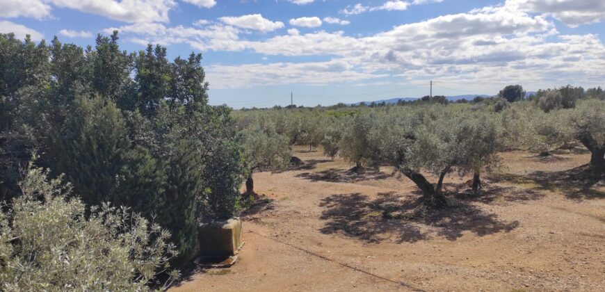 FINCA RÚSTICA