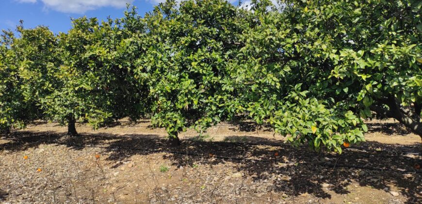 FINCA RÚSTICA