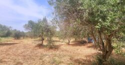 FINCA RÚSTICA