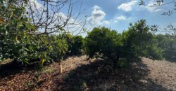 FINCA CON VIVIENDA