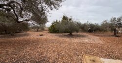 CHALET CON 7757 M² DE PARCELA