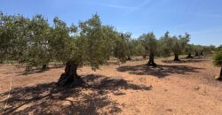FINCA RÚSTICA EN VINARÒS