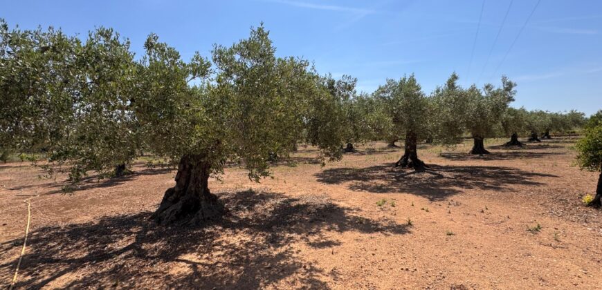 FINCA RÚSTICA EN VINARÒS