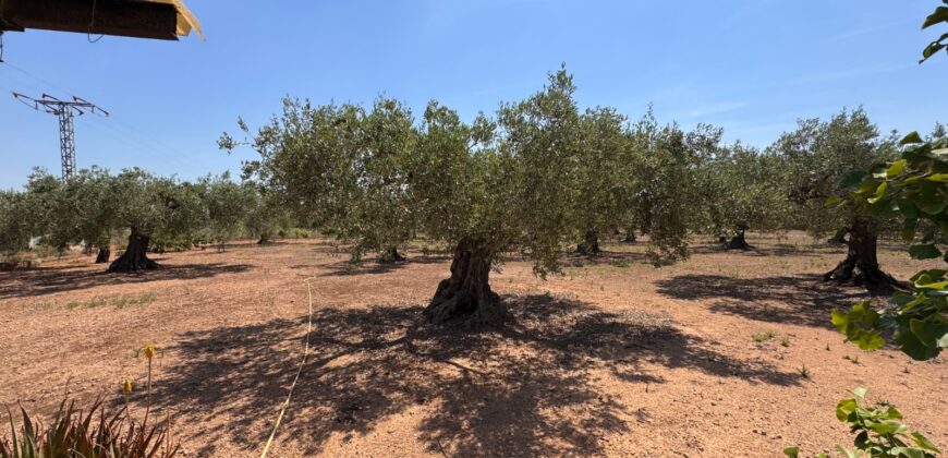 FINCA RÚSTICA EN VINARÒS