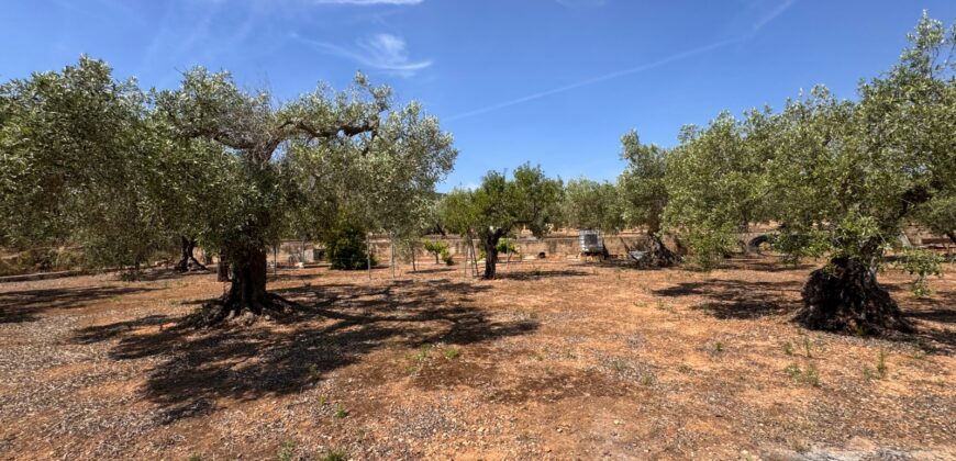 FINCA RÚSTICA EN VINARÒS