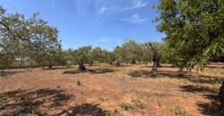 FINCA RÚSTICA EN VINARÒS