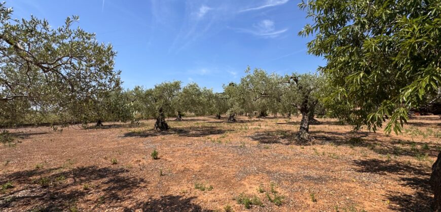FINCA RÚSTICA EN VINARÒS