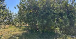 FINCA RÚSTICA EN VINARÒS