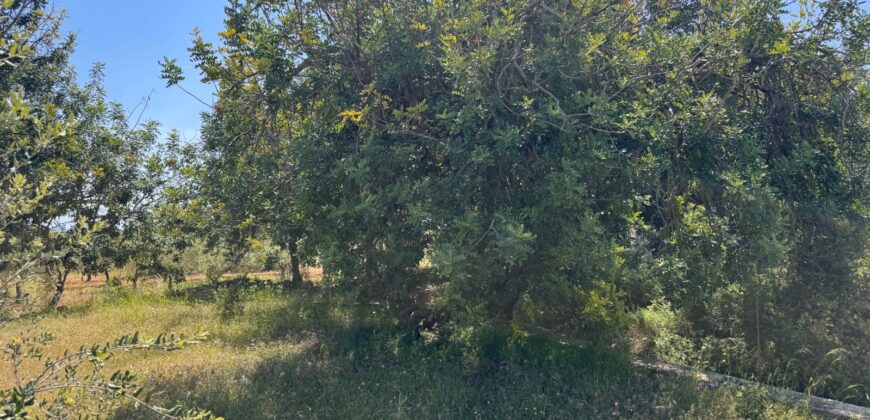 FINCA RÚSTICA EN VINARÒS