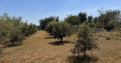 FINCA RÚSTICA EN VINARÒS