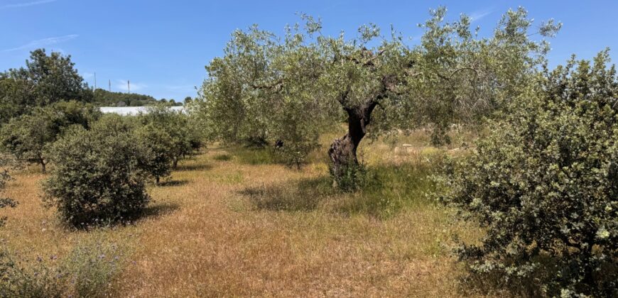 FINCA RÚSTICA EN VINARÒS